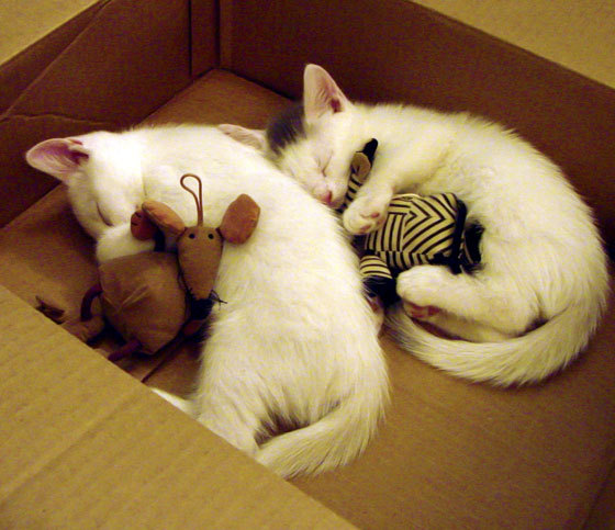 利拉德导演末节风暴,雷霆双星难挡控场艺术