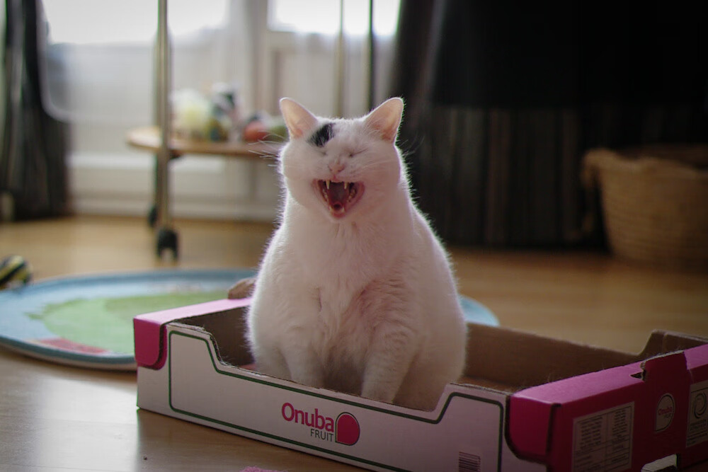 骑士队东决级强度压制浙江队，关键焦点战凸显篮球世界差距与交融