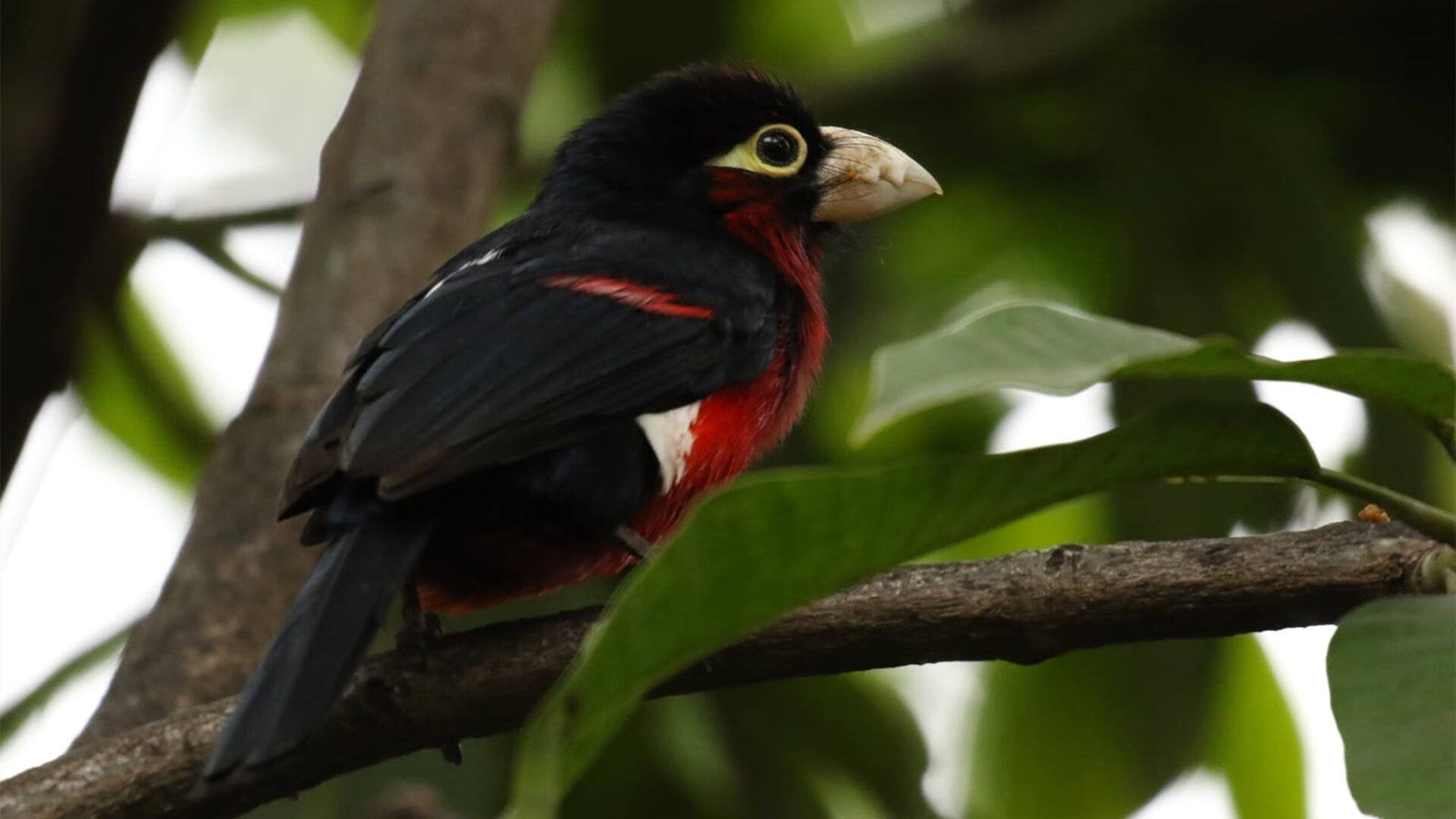 引擎咆哮与篮球风暴，当F1街道赛遇见无解的西亚卡姆