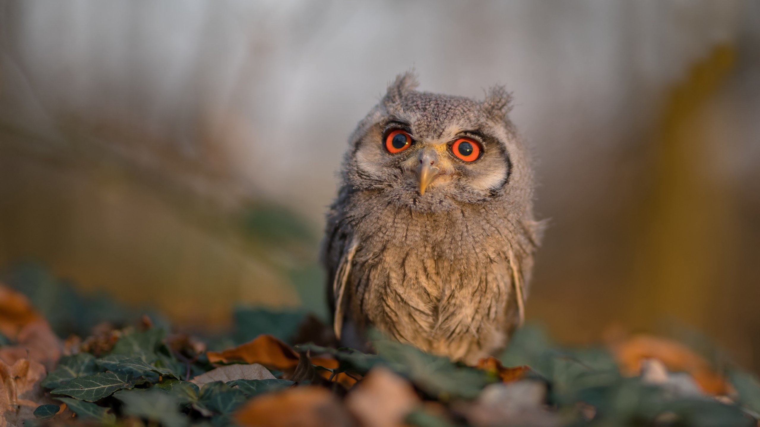 巴尔韦德闪耀安菲尔德，利物浦关键战击退勒沃库森