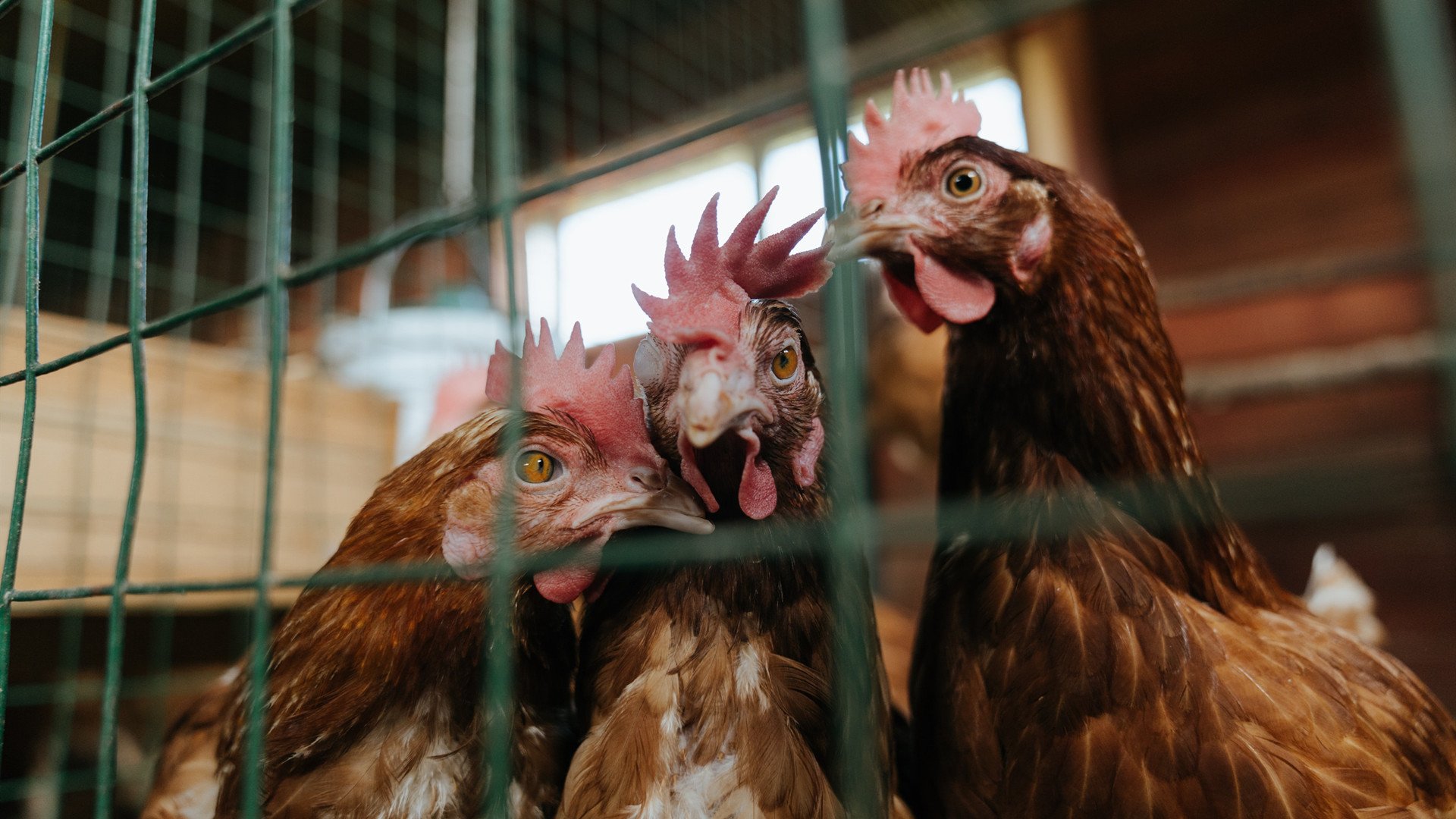 范弗利特演绎完美控卫，尼克斯战术体系轻取北京