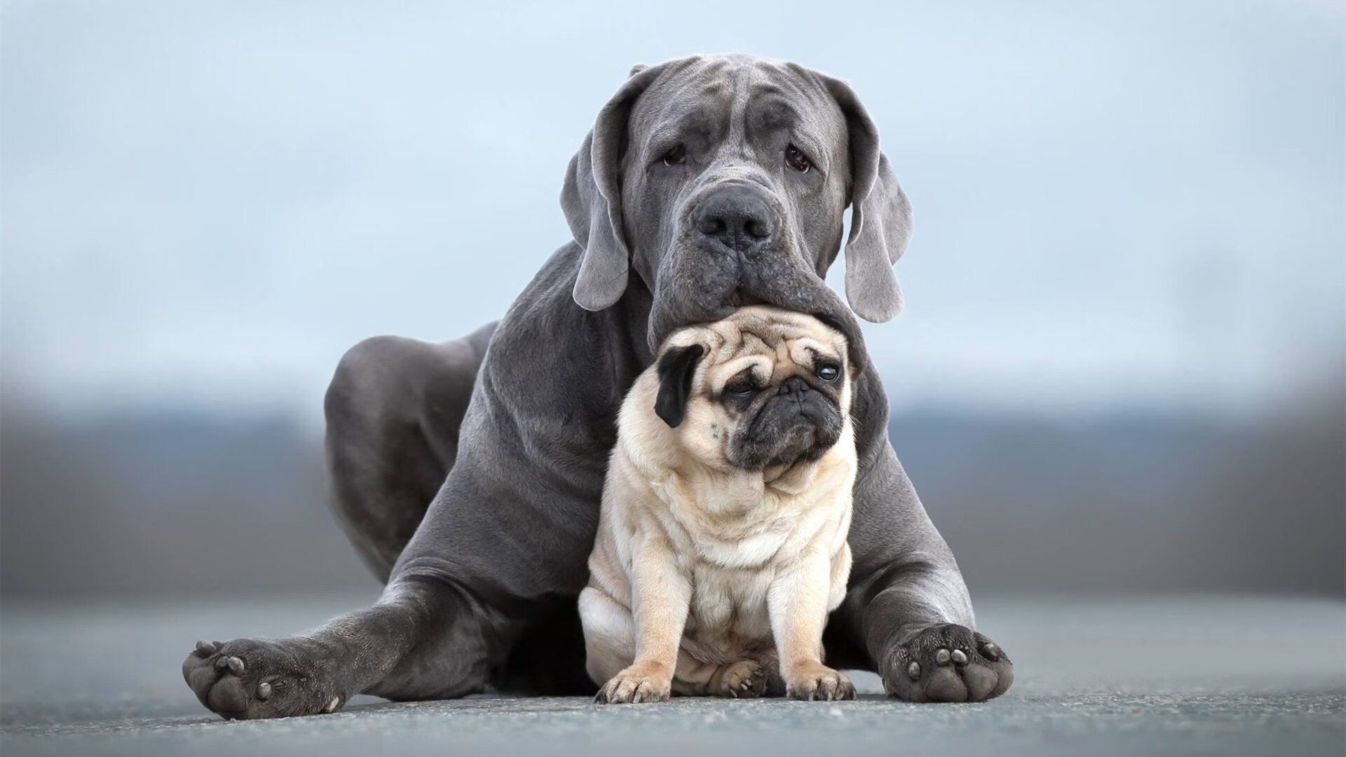 火箭速胜爵士，欧文一役展尽巨星本色