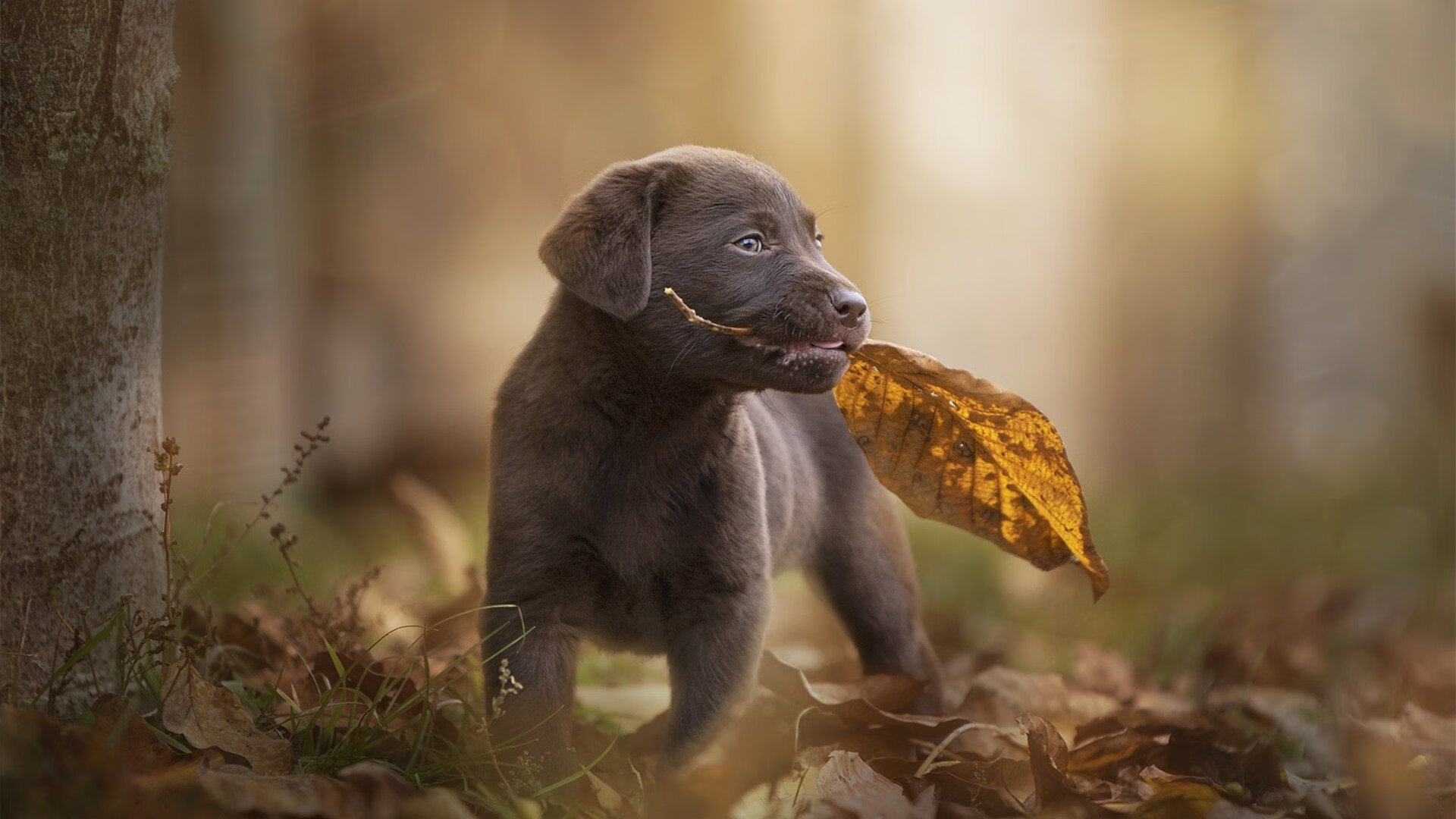 格列兹曼的智慧,韩国与威尔士对决中的无形胜负手
