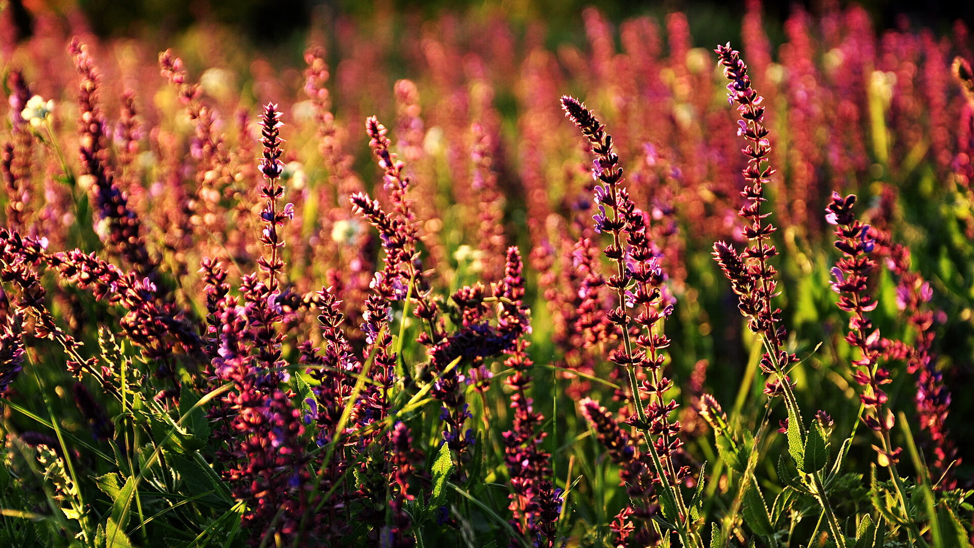 争冠与逆转，F1年度焦点战与鹈鹕奇迹的体育交响曲