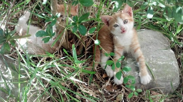 末节狂飙!拉梅洛三球接管比赛,太阳光芒被黄蜂新星掩盖