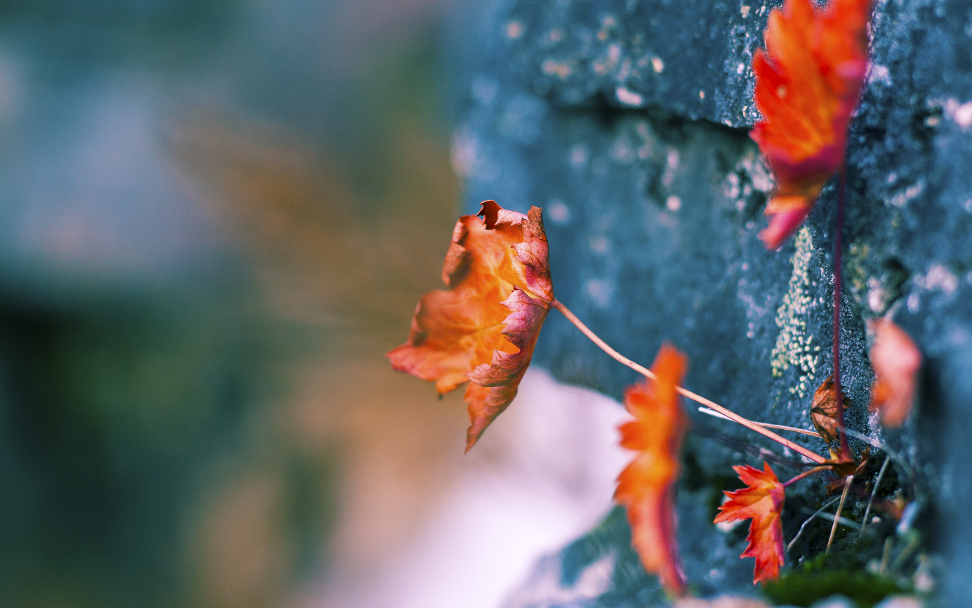 尼克斯对阵火箭，戈贝尔冠军级表现定义比赛胜负