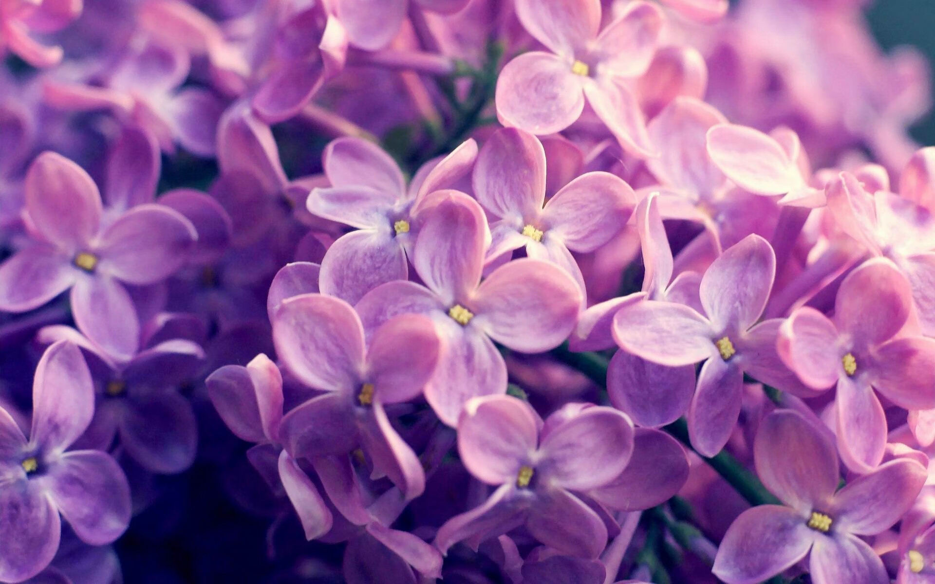 猛龙爪下的冰与火，西亚卡姆如何用非洲血脉冻结东北虎的咆哮？