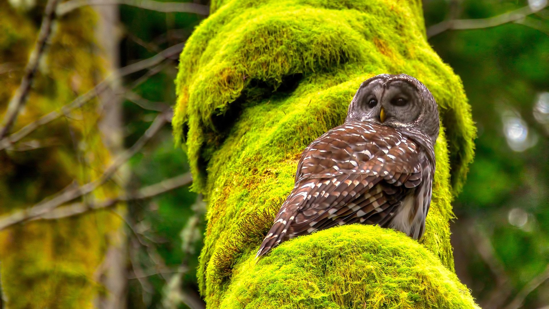 加维之夜与波斯铁骑，绿茵场上的新旧世界之战